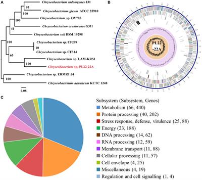 A novel major facilitator superfamily-type tripartite efflux system CprABC mediates resistance to polymyxins in Chryseobacterium sp. PL22-22A